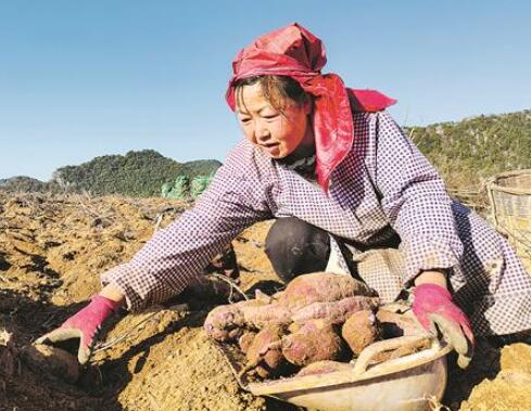 云南西畴县发展与烟叶配套的紫薯产业增加烟农收入