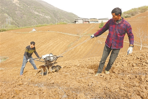 湖北竹山县烟叶分公司组织烟农开展施肥起垄工作