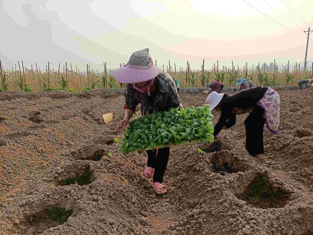 云南景谷县7万亩烤烟正有序移栽-云南宣威市25.07万亩烤烟育苗工作有序推进