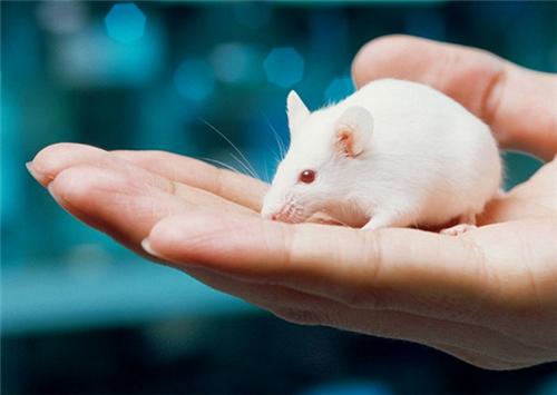 研究称电子烟影响小鼠心脏功能