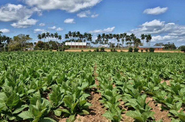 Farmers Exceed Cuban Leaf Cultivation Plan.jpg