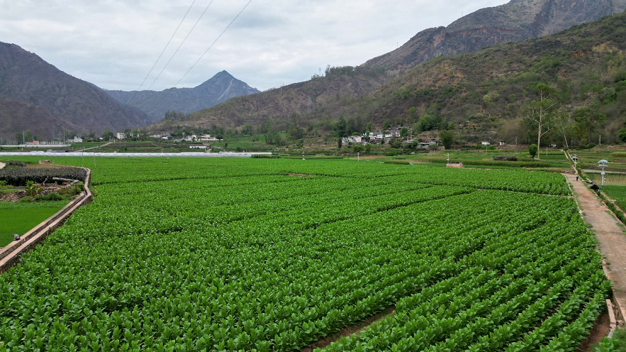 云南易门县绿汁镇：探索特色烟叶种植 多措并举助农增收