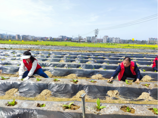 图为志愿服务队在宁都县长胜镇黄岗村烟田里帮助烟农小培土